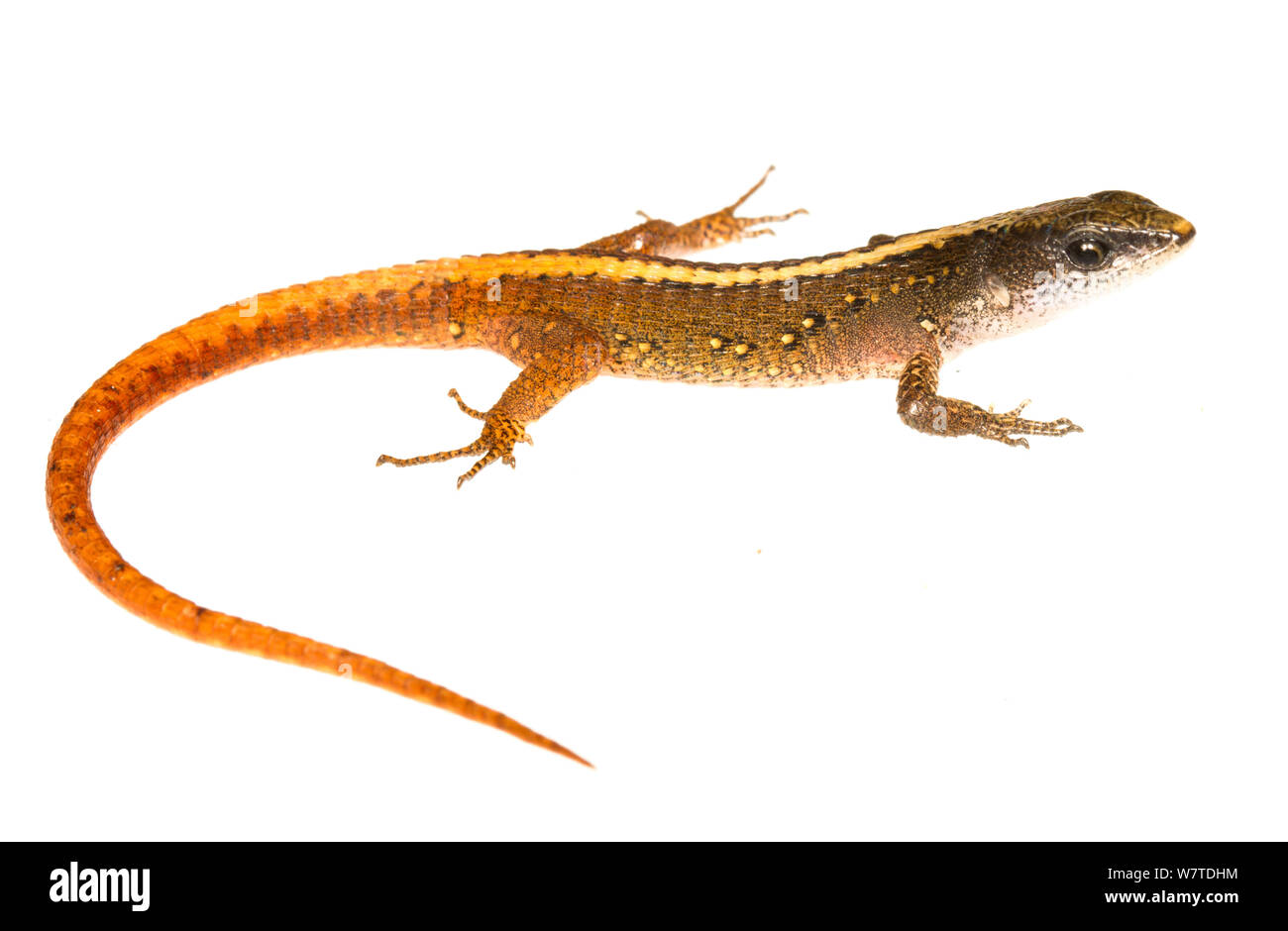 Spectacled lizards (Arthrosaura kockii) Matoury, French Guiana. Meetyourneighbours.net project Stock Photo