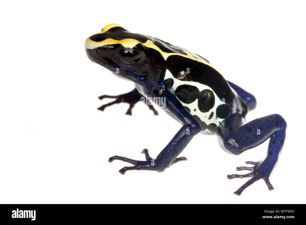 Dyeing Poison Frog (Dendrobates tinctorius) Grand Matoury, French Guiana. Meetyourneighbours.net project Stock Photo