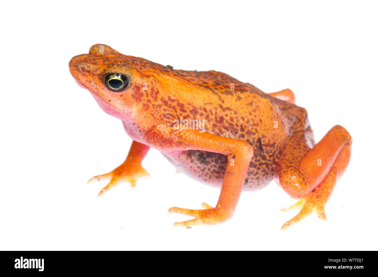 Cayenne Stub-Footed Toad (Atelopus flavescens) Matoury, French Guiana. Meetyourneighbours.net project Stock Photo