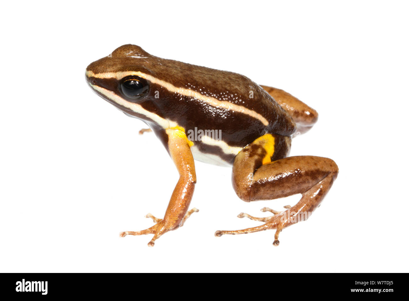 Brilliant-thighed Poison-arrow Frog (Allobates femoralis) Kaw Mountains, French Guiana. Meetyourneighbours.net project Stock Photo