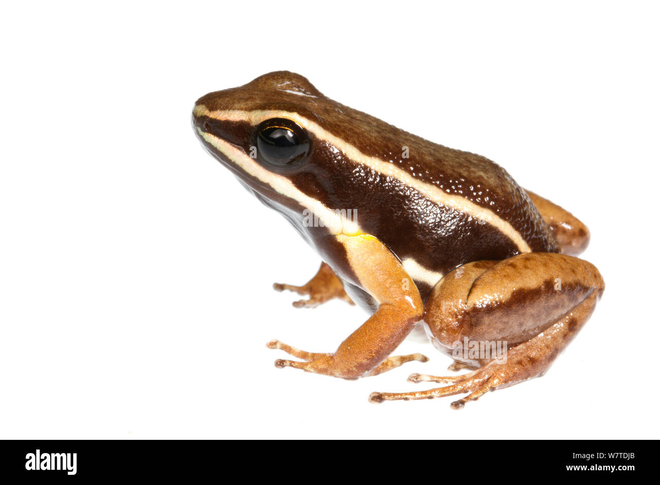 Allobates femoralis the Kaw Mountains, French Guiana. Meetyourneighbours.net project Stock Photo