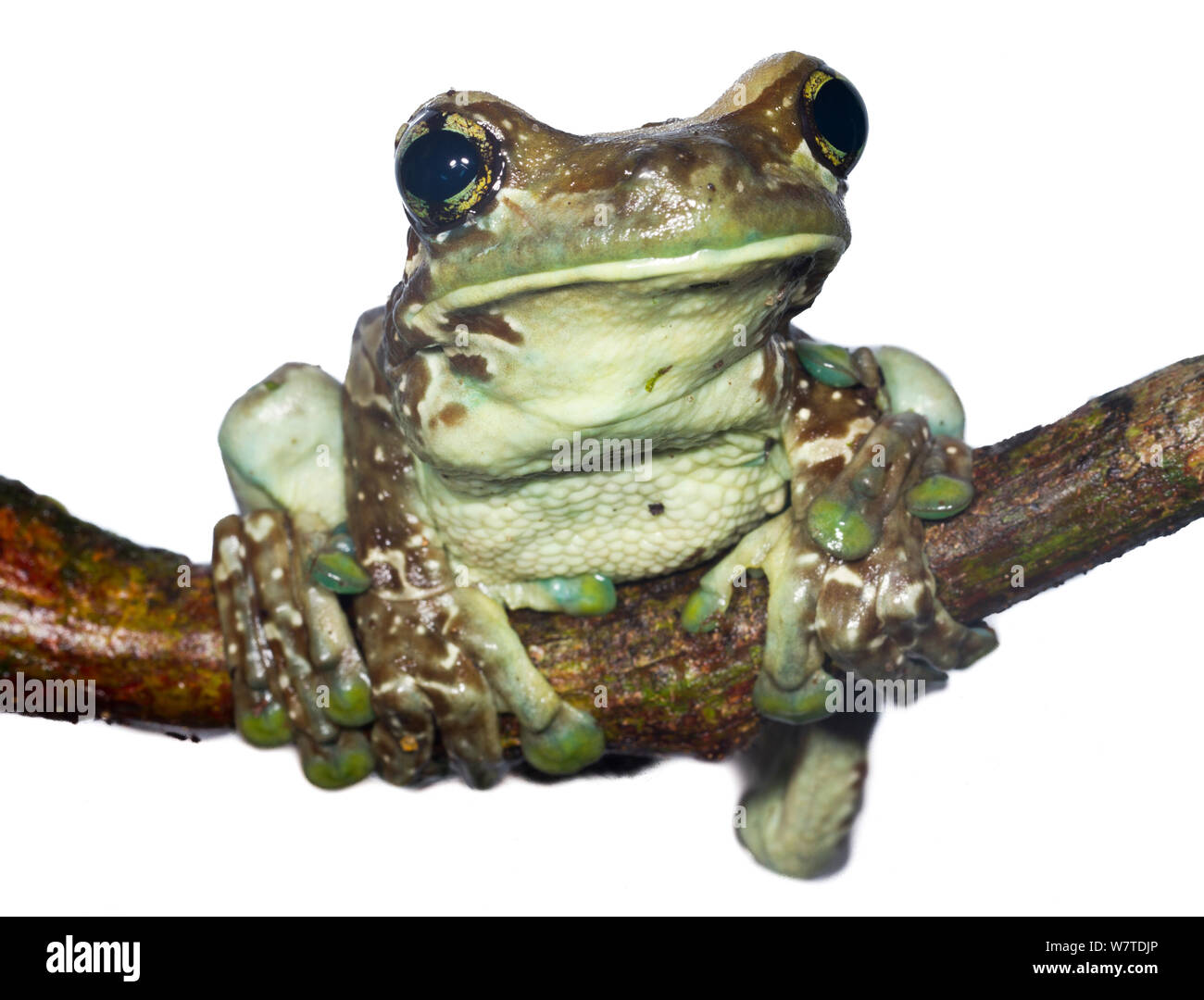 Amazon Milk Frog (Trachycephalus resinifictrix) Regina, French Guiana. Meetyourneighbours.net project Stock Photo