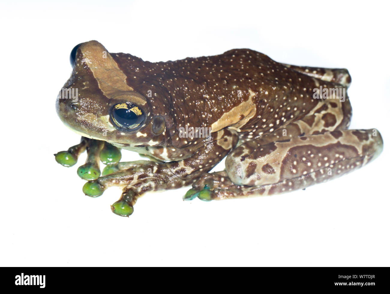 Amazon Milk Frog (Trachycephalus resinifictrix) Regina, French Guiana. Meetyourneighbours.net project Stock Photo