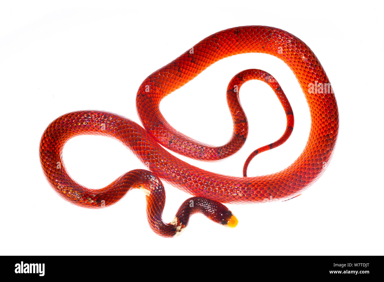 Formosa False Coral Snake (Oxyrhopus formosus) the Kaw Mountains, French Guiana. Meetyourneighbours.net project Stock Photo