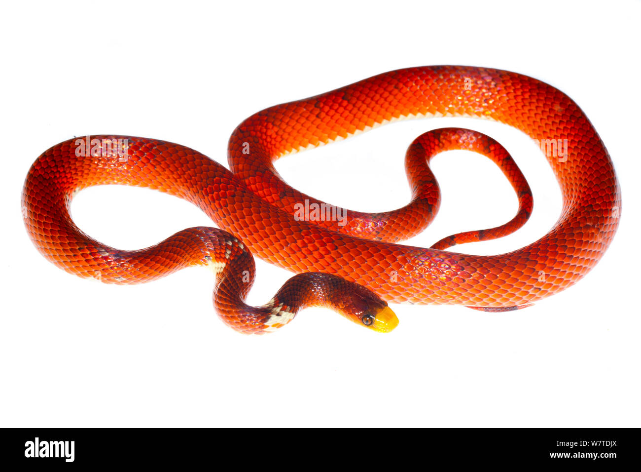 Formosa False Coral Snake (Oxyrhopus formosus) the Kaw Mountains, French Guiana. Meetyourneighbours.net project Stock Photo