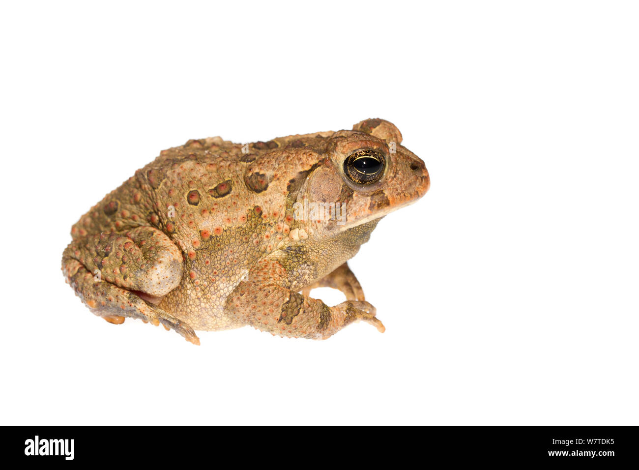 American Toad (Bufo americanus) Oxford, Mississippi, USA, March. Meetyourneighbours.net project Stock Photo