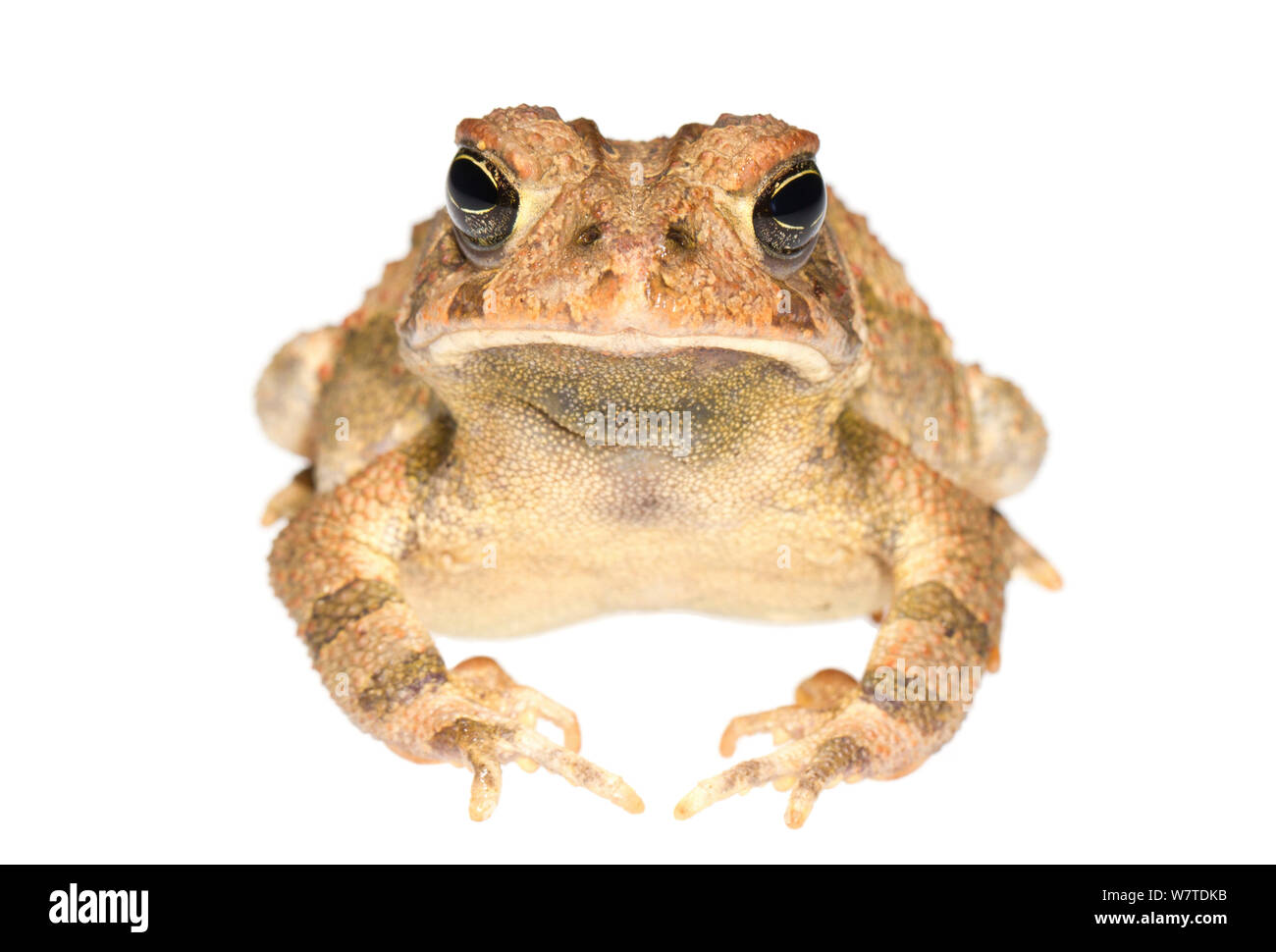 American Toad (Bufo americanus) Oxford, Mississippi, USA, March. Meetyourneighbours.net project Stock Photo