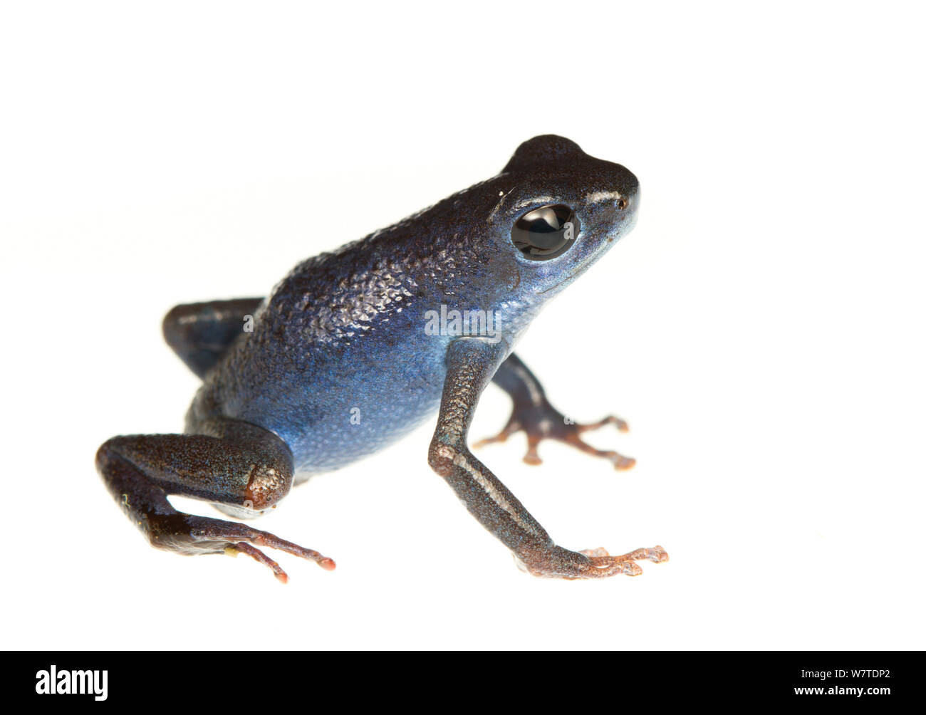 Flaming Poison Dart Frog High Resolution Stock Photography And Images Alamy