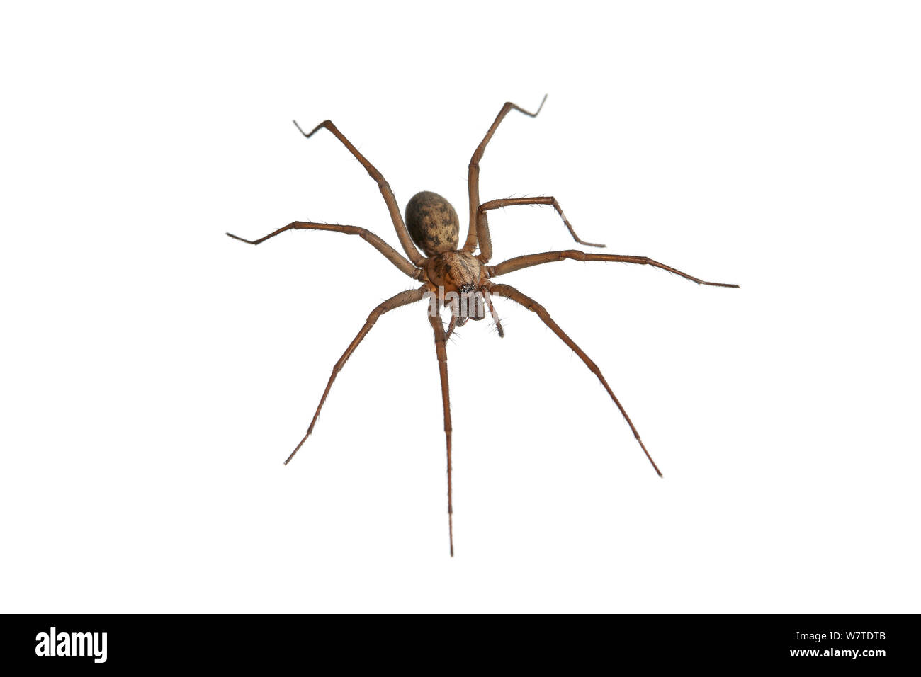 House spider (Tegenaria domestica) Barnt Green, Worcestershire, UK, May. Meetyourneighbours.net project Stock Photo