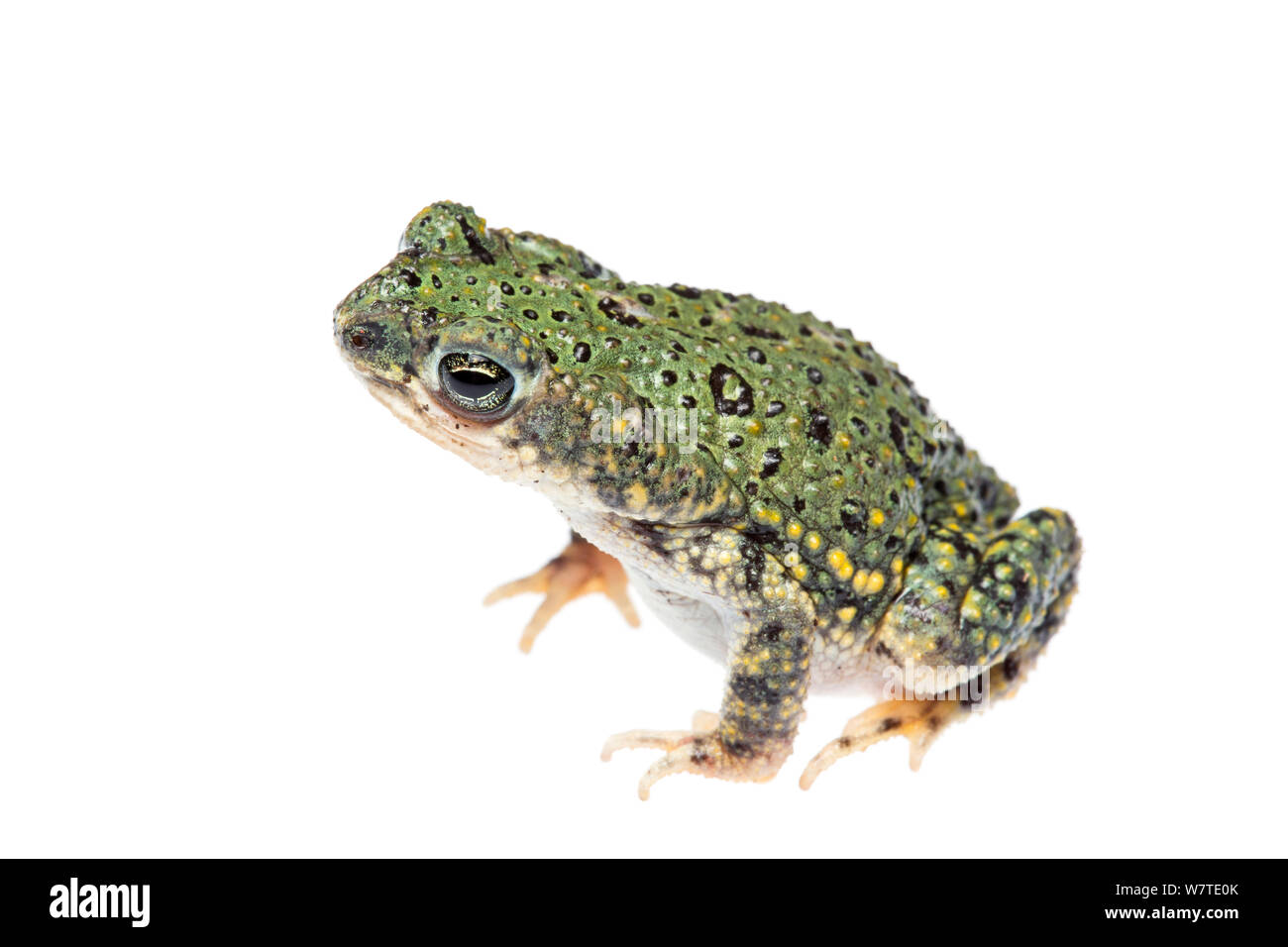 Green Toad (Anaxyrus debilis) male profile, Starr County, Lower Rio Grande Valley, Texas, United States of America, North America, September. Meetyourneighbours.net project Stock Photo