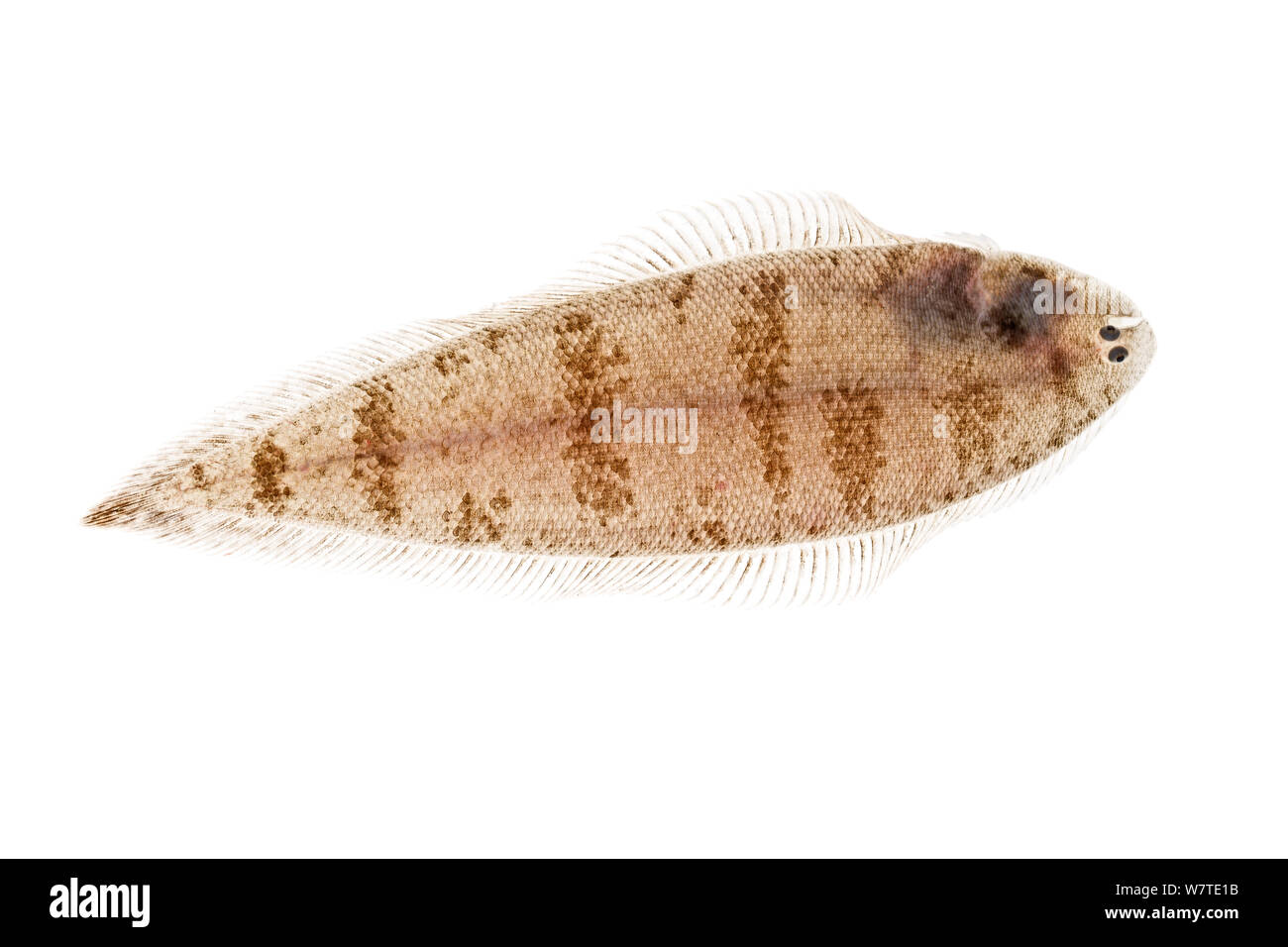 Blackcheek Tonguefish (Symphurus plagiusa) viewed from above, Lower Laguna Madre, South Padre Island, Cameron County, Lower Rio Grande Valley, Texas, United States of America, North America, May. Meetyourneighbours.net project Stock Photo