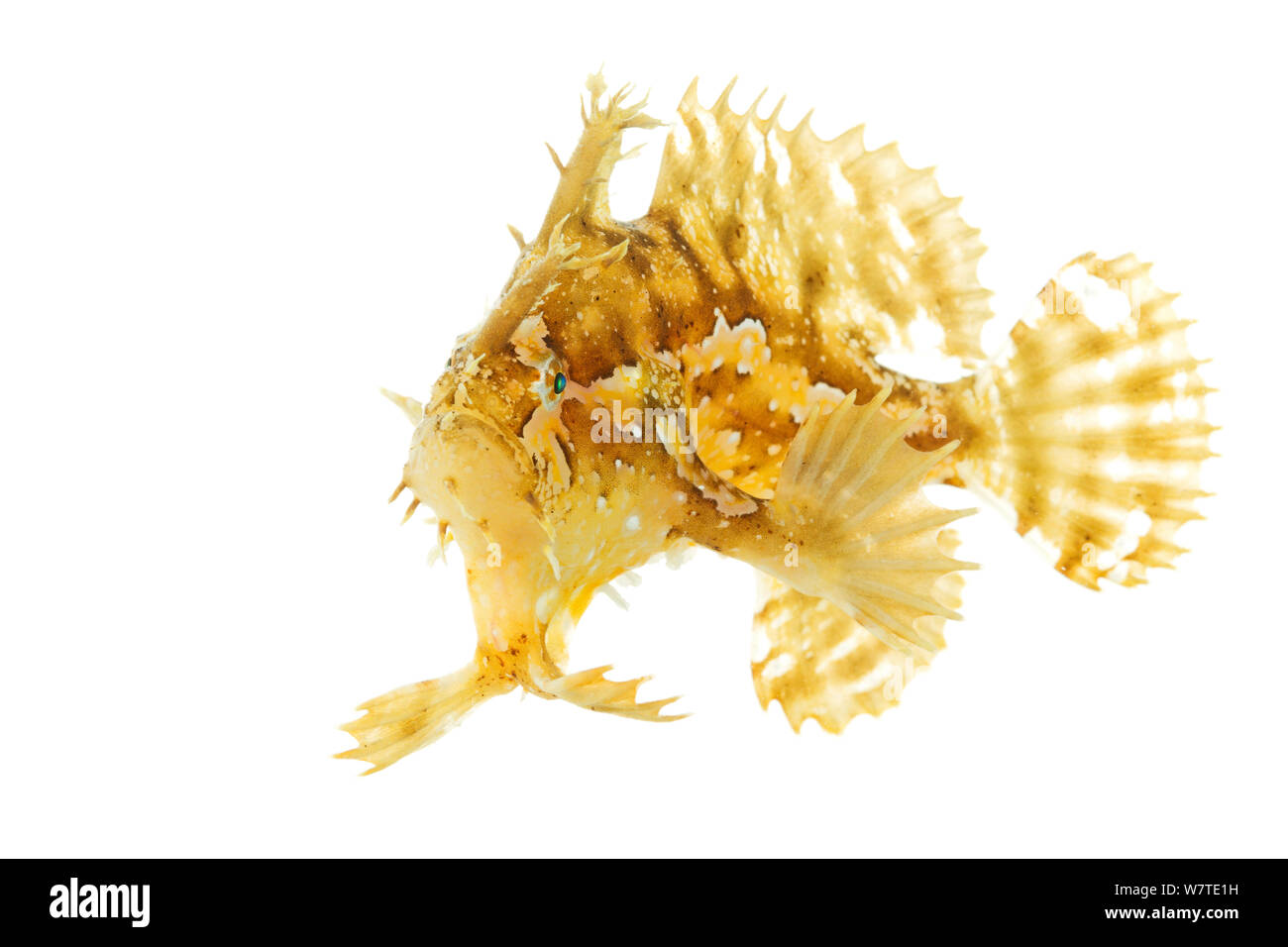 Sargassumfish (Histrio histrio) profile, Gulf of Mexico, Boca Chica Beach, Cameron County, Lower Rio Grande Valley, Texas, United States of America, North America, April. Meetyourneighbours.net project Stock Photo