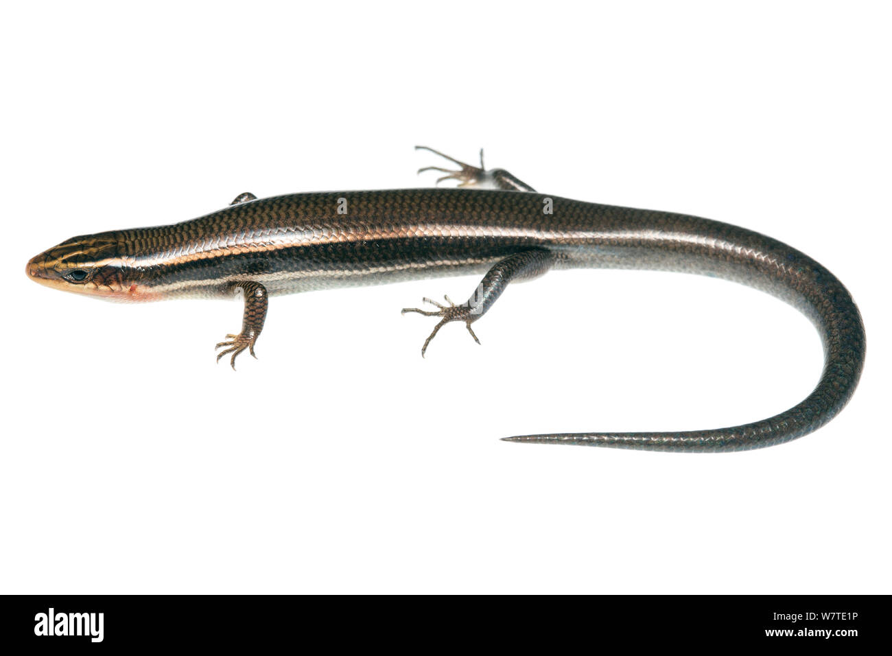 Four-lined Skink (Eumeces tetragrammus) profile, Sabal Palm Sanctuary, Cameron County, Lower Rio Grande Valley, Texas, United States of America, North America, March. Meetyourneighbours.net project Stock Photo