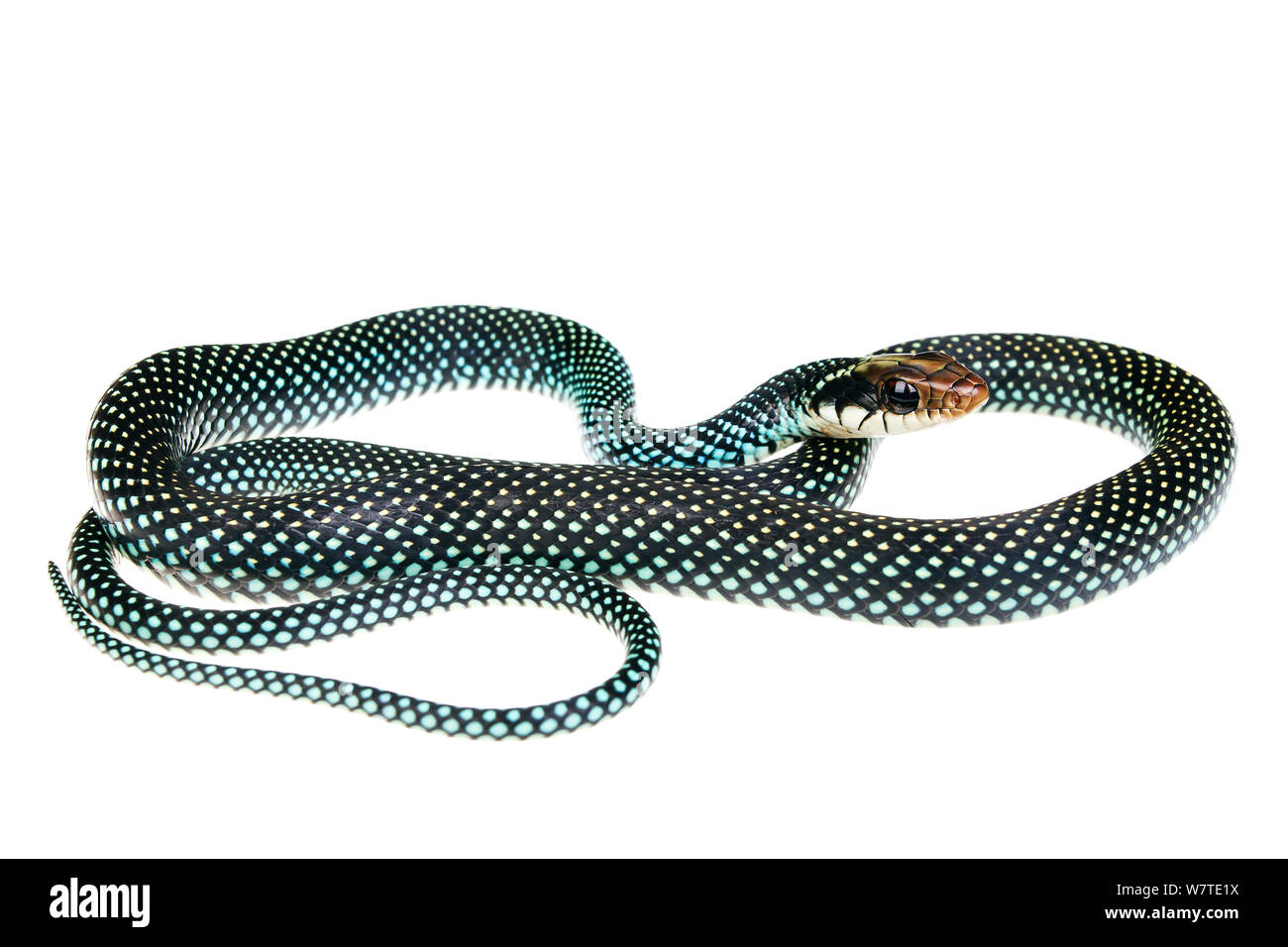 Speckled Racer (Drymobius margaritiferus) profile, Sabal Palm Sanctuary