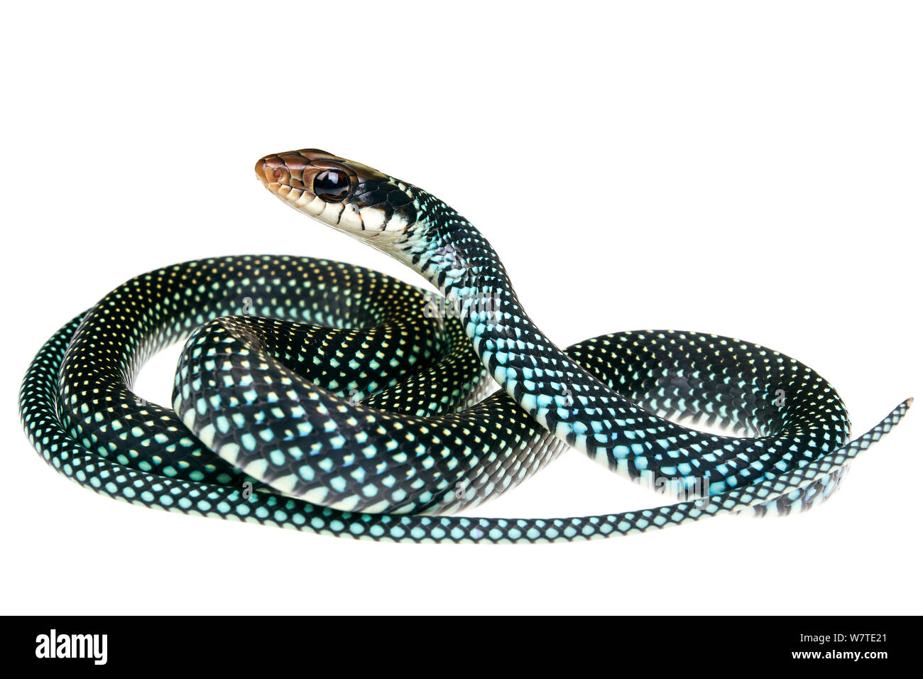 Speckled Racer (Drymobius margaritiferus) profile, Sabal Palm Sanctuary