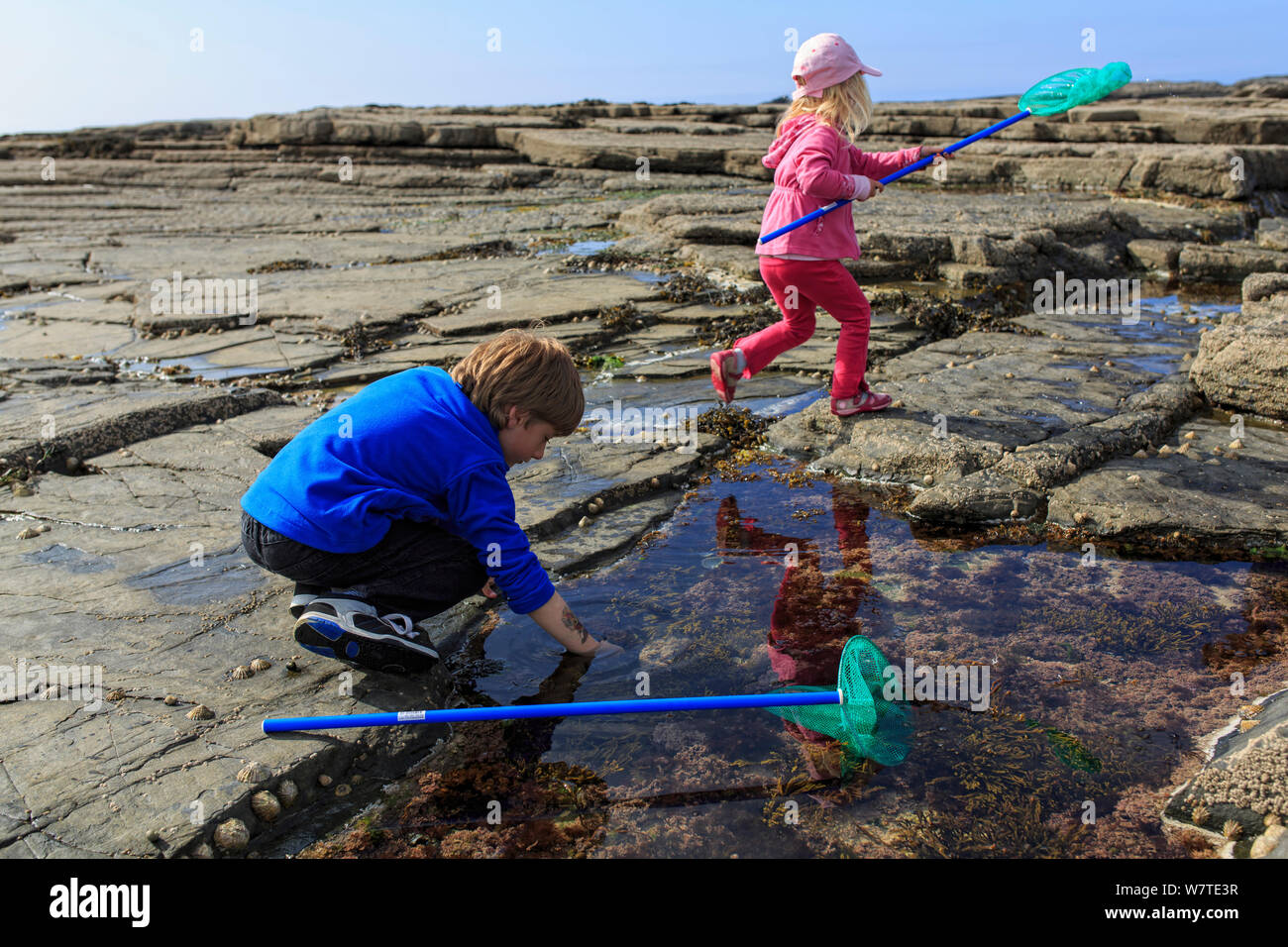 Young boy and girl rock pooling, Pollock Holes, Kilkee, County Clare, Ireland, May 2013. Model released. Meetyourneighbours.net project Stock Photo