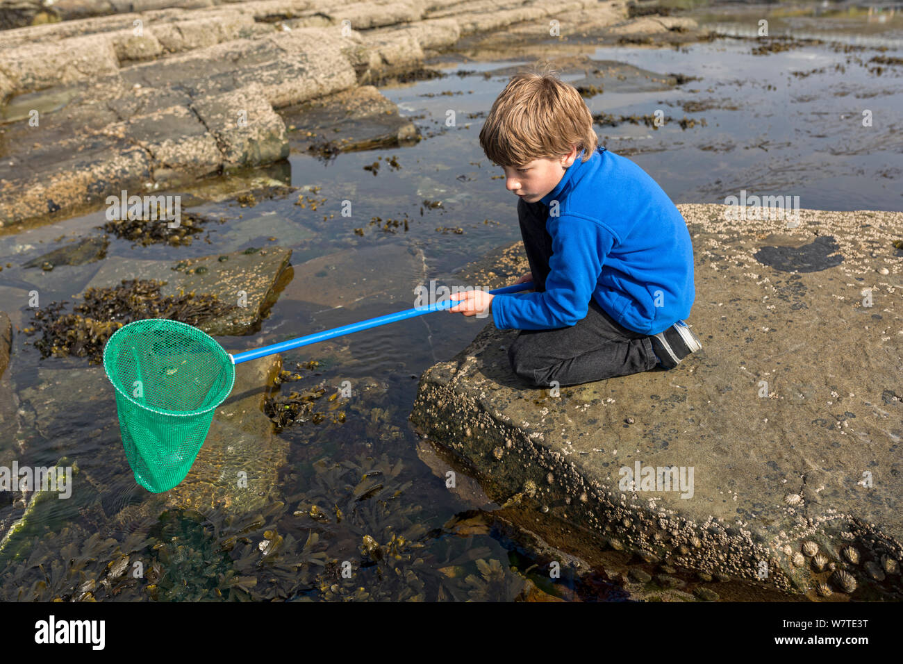 Young boy rock pooling, Pollock Holes, Kilkee, County Clare, Ireland, May 2013. Model released. Meetyourneighbours.net project Stock Photo