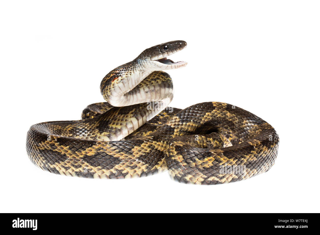 Texas Rat Snake (Elaphe obsolete lindheimeri) Texas, USA. Meetyourneighbours.net project. Stock Photo