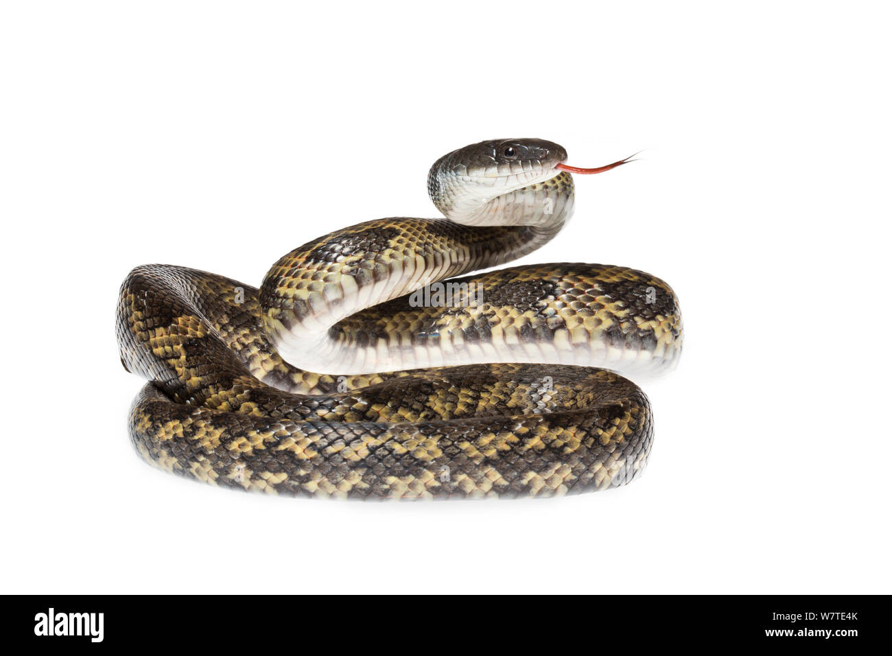 Texas Rat Snake (Elaphe obsolete lindheimeri) Texas, USA. Meetyourneighbours.net project. Stock Photo