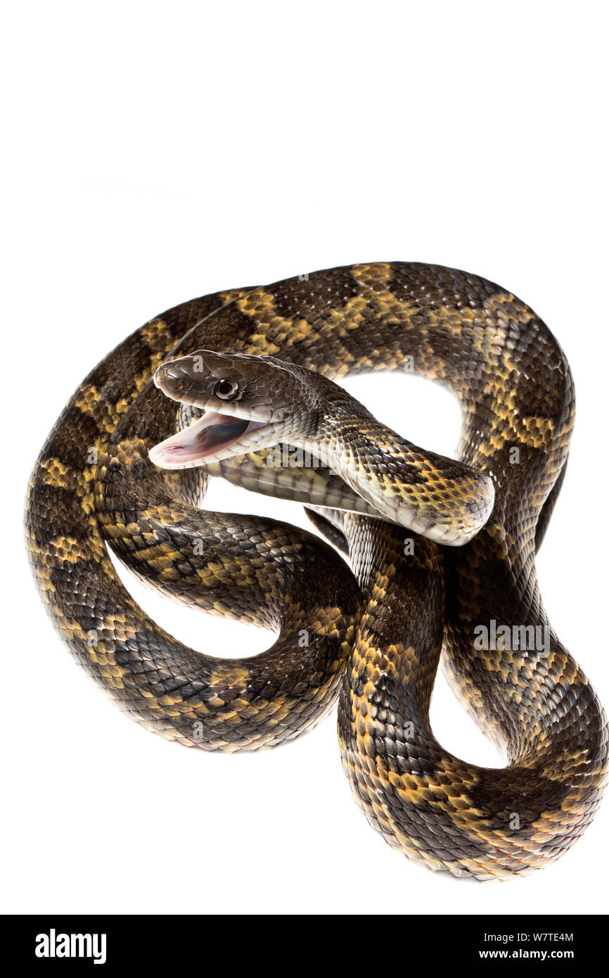Texas Rat Snake (Elaphe obsolete lindheimeri) Texas, USA, April. Meetyourneighbours.net project. Stock Photo