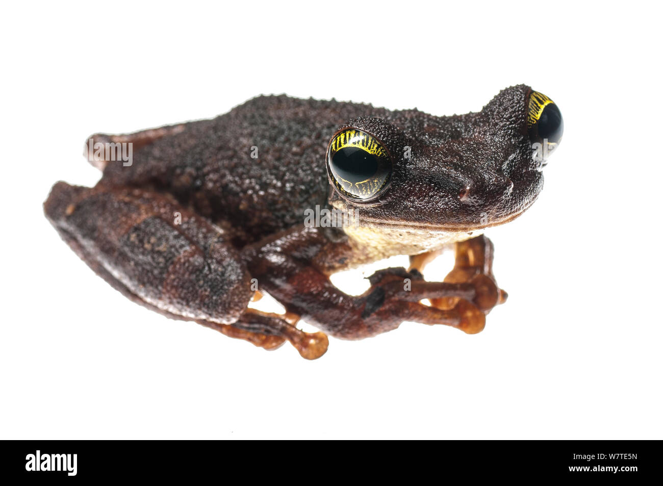 Manaus slender-legged tree frog (Osteocephalus taurinus) Iwokrama, Guyana. Meetyourneighbours.net project Stock Photo
