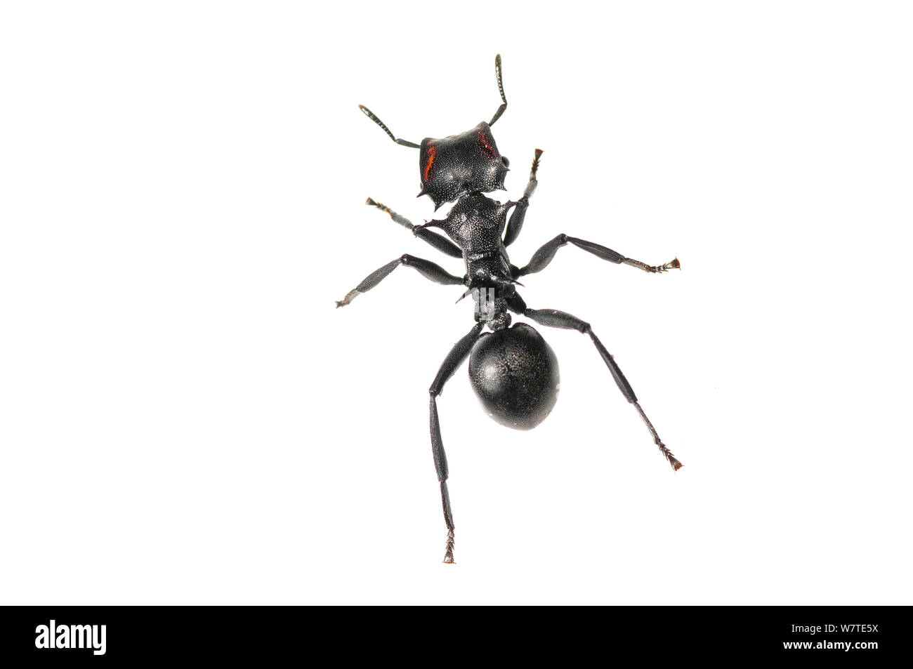 Ant cephalotes atratus Cut Out Stock Images & Pictures - Alamy