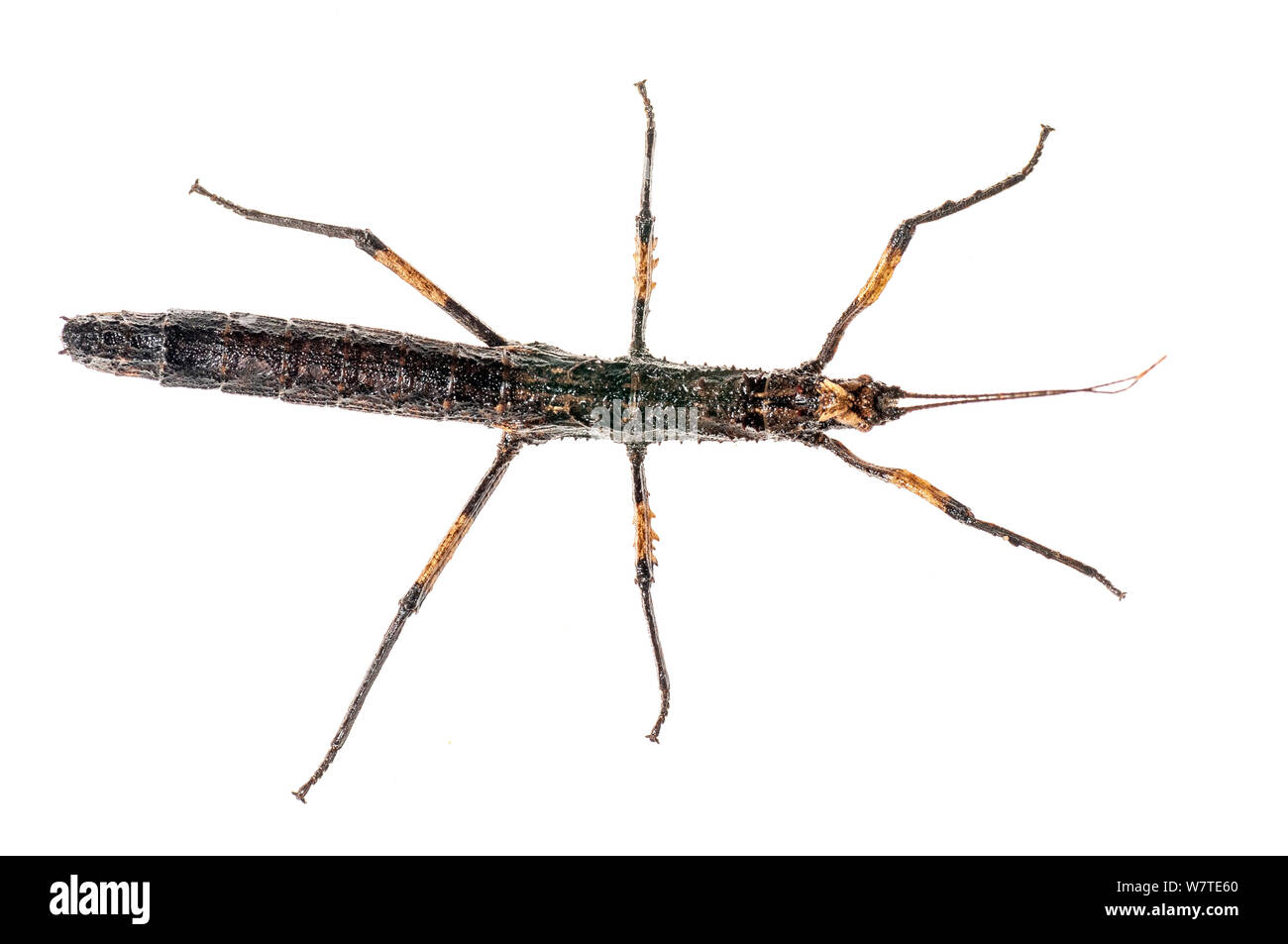 Trinidad log stick insect hi-res stock photography and images - Alamy