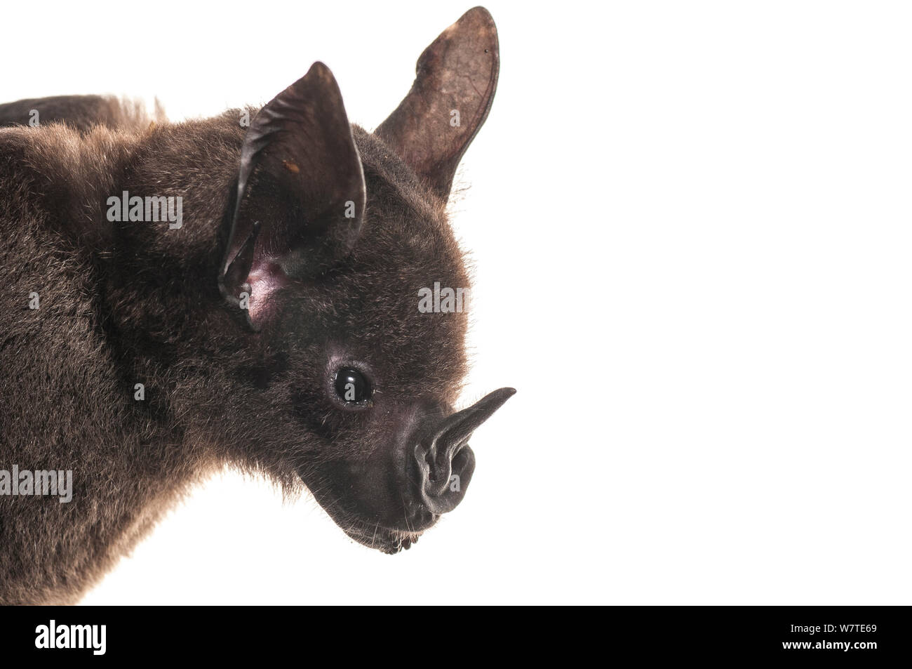 Greater spear nosed bat (Phyllostomus hastatus) portrait, Surama, Guyana. Meetyourneighbours.net project Stock Photo