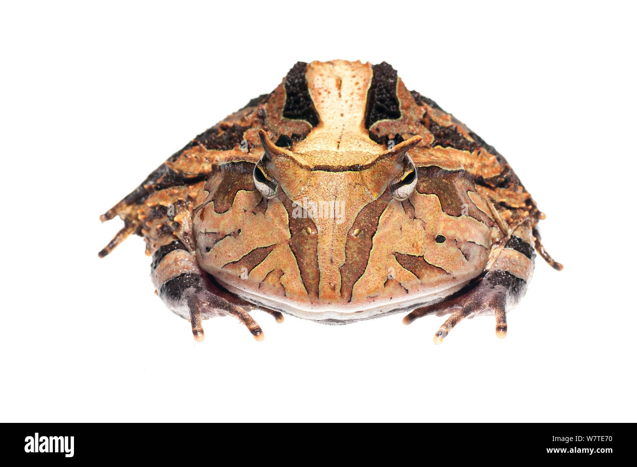 South American horned frog (Ceratophrys cornuta) Iwokrama, Guyana. Meetyourneighbours.net project Stock Photo