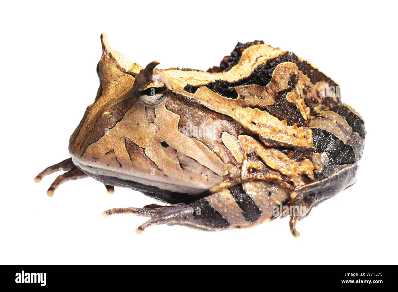 South American horned frog (Ceratophrys cornuta) Iwokrama, Guyana. Meetyourneighbours.net project Stock Photo