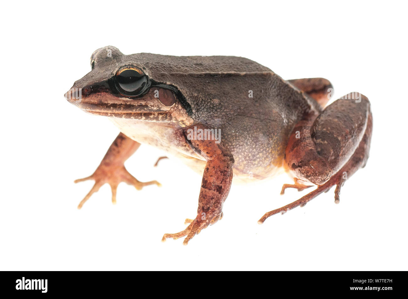 Ditch frog (Leptodactylus mystaceus) Kanuku Mountains, Guyana. Meetyourneighbours.net project Stock Photo