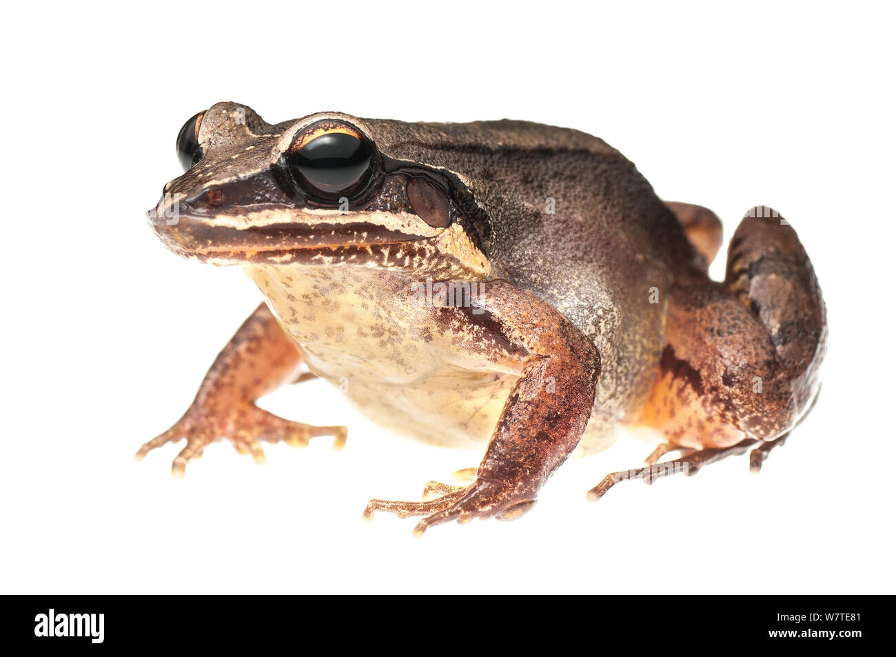 Ditch frog (Leptodactylus mystaceus) Kanuku Mountains, Guyana. Meetyourneighbours.net project Stock Photo