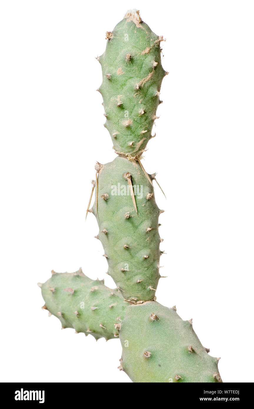 Spruce Cone Cholla (Tephrocactus articulatus var. papyracanthus) Buenos Aires, Argentina, November. Meetyourneighbours.net project Stock Photo