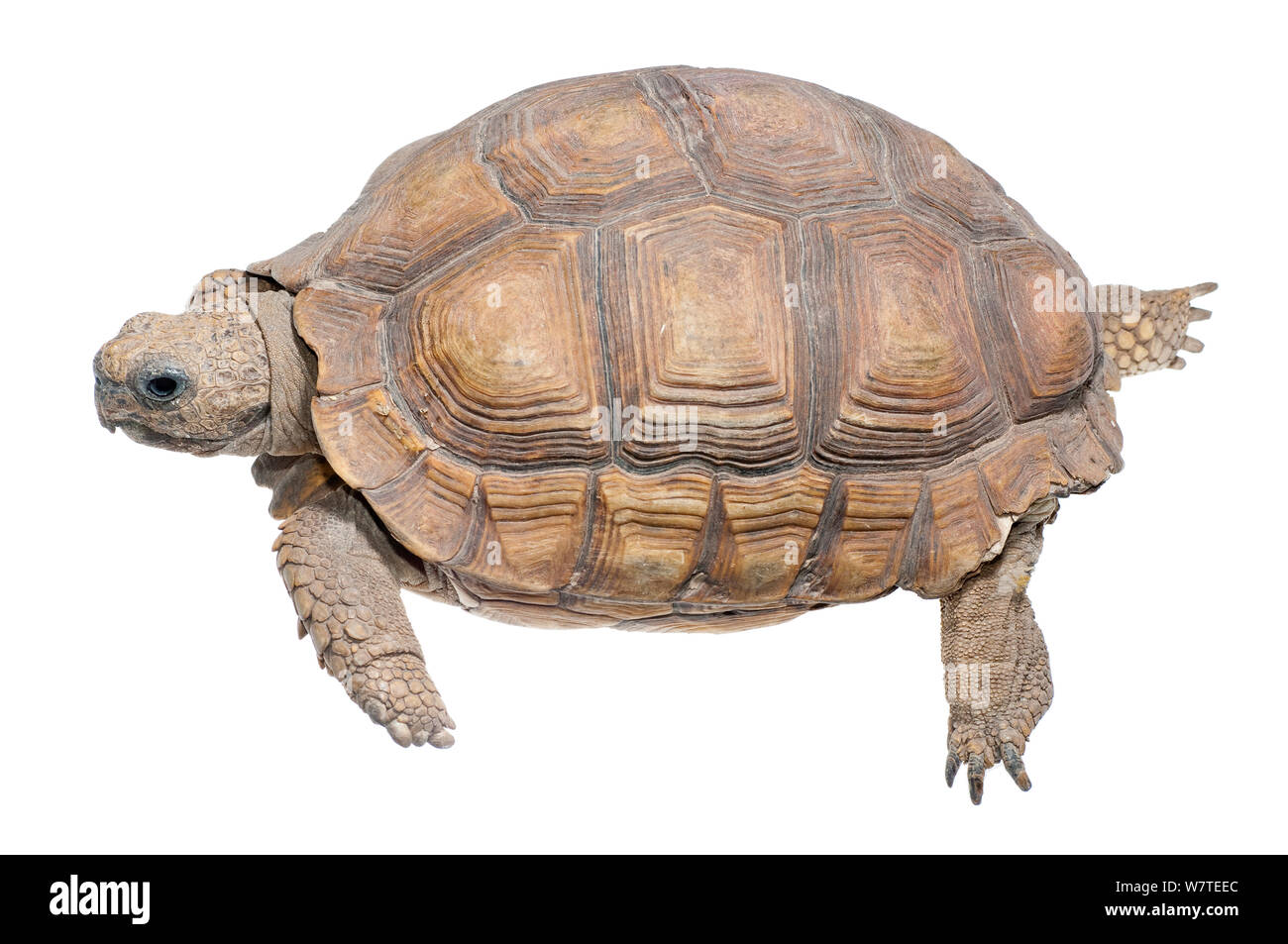 Geochelone chilensis hi-res stock photography and images - Alamy