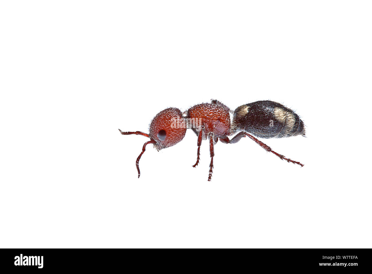 Velvet ant (Mutilla quinquemaculata) Milatos, Crete, Greece, March. Meetyourneighbours.net project. Stock Photo