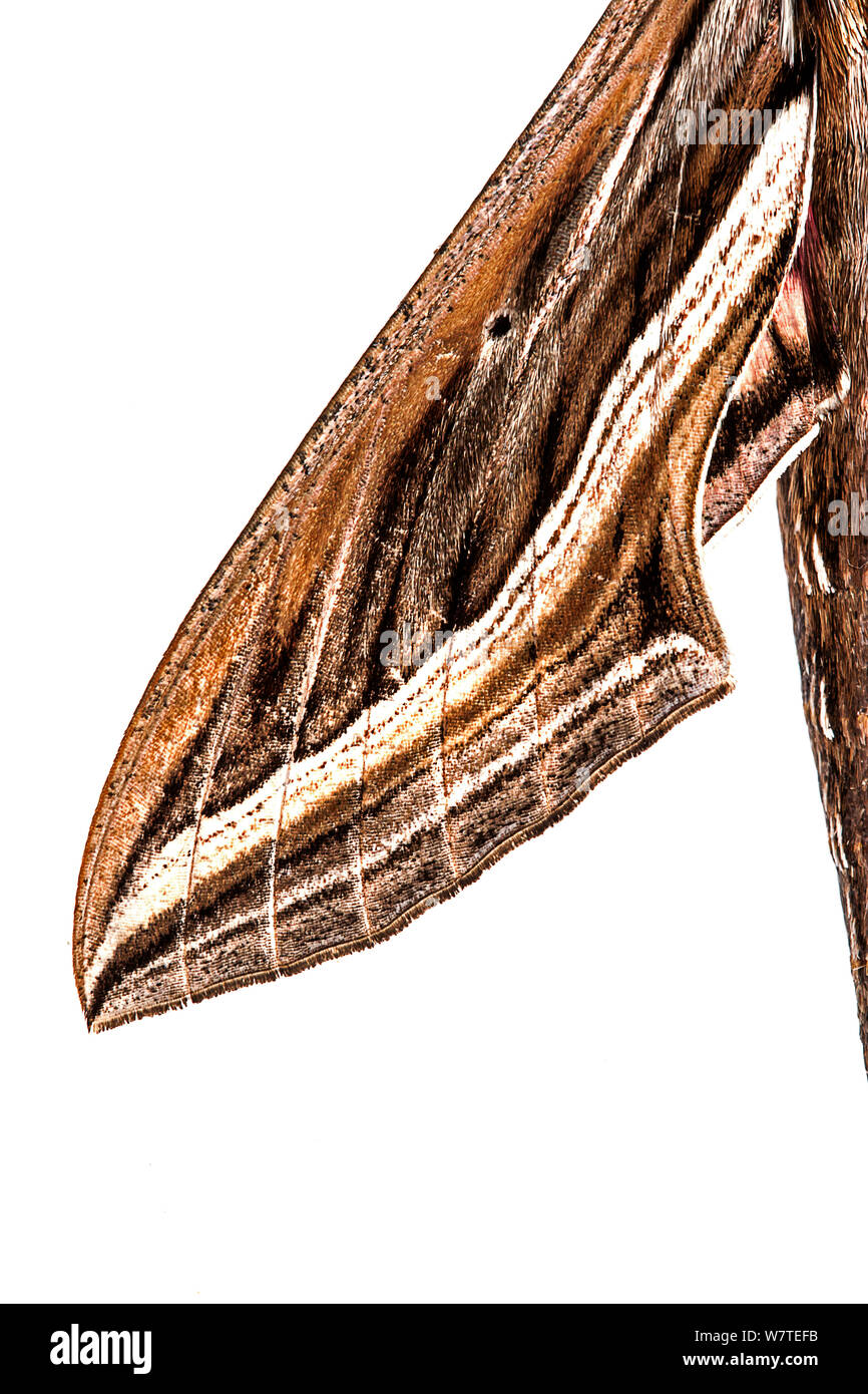 Detail from the wing of Vine Hawk-Moth (Hippotion celerio) from Milatos, Crete, Greece, March. Meetyourneighbours.net project. Stock Photo