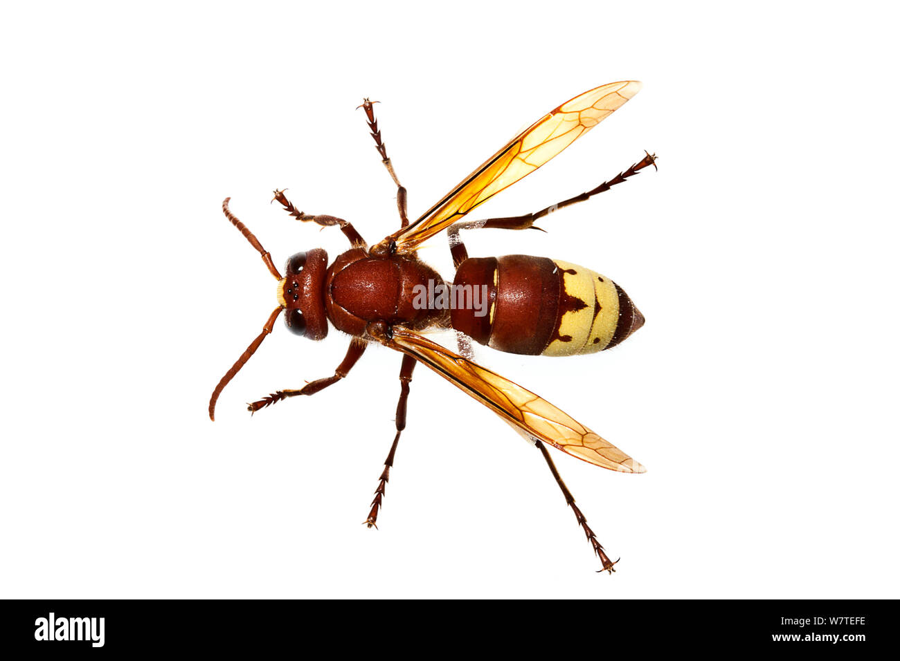 Oriental vespa wasp (Vespa orientalis) Milatos, Crete, Greece, March. Meetyourneighbours.net project. Stock Photo