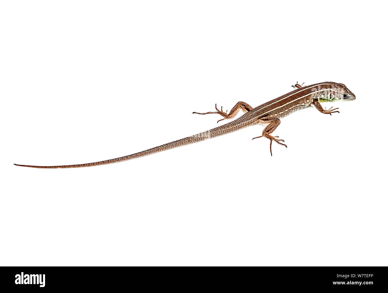 Balkan Green Lizard (Lacerta trilineata) Lasithi, Crete, Greece, August. Meetyourneighbours.net project Stock Photo