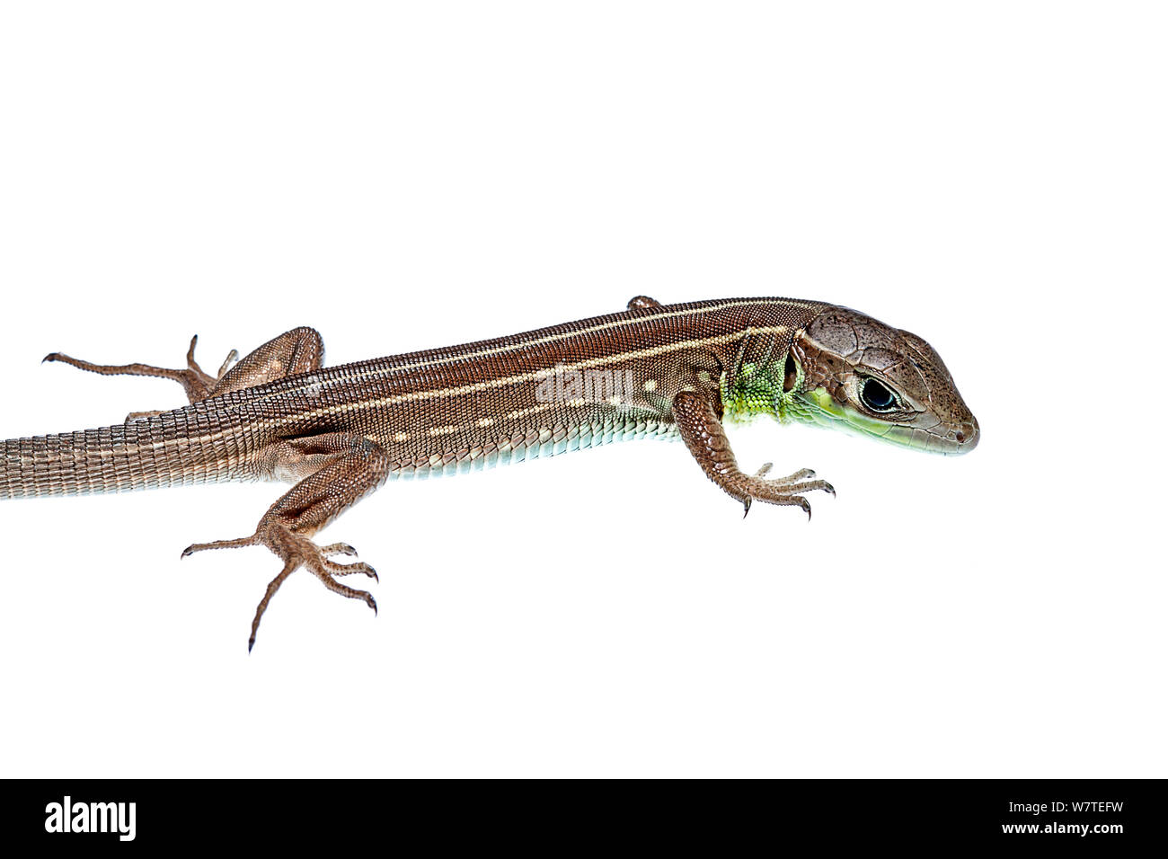 Balkan Green Lizard (Lacerta trilineata) Lasithi, Crete, Greece, August. Meetyourneighbours.net project Stock Photo