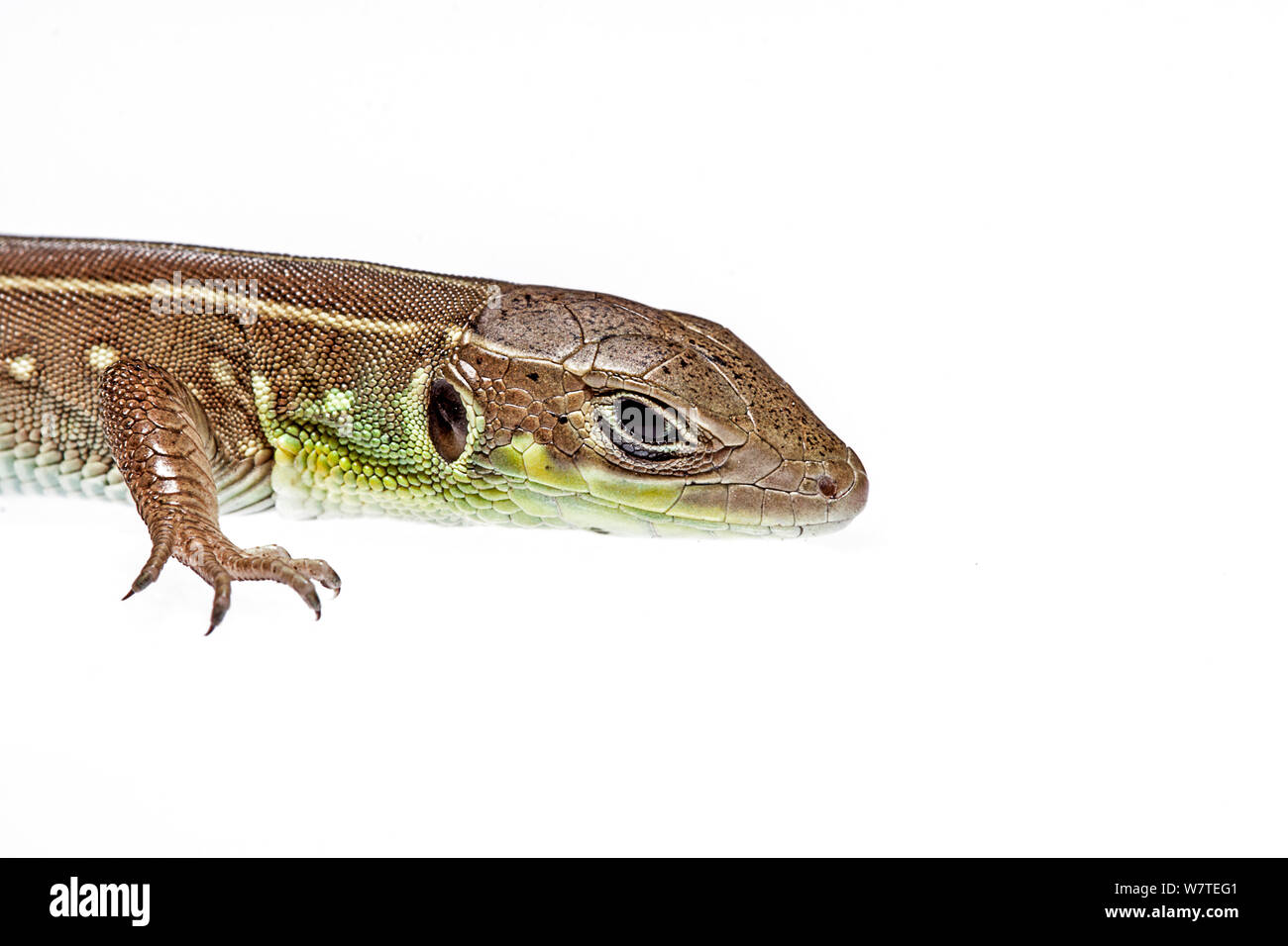 Balkan Green Lizard (Lacerta trilineata) Lasithi, Crete, Greece, August. Meetyourneighbours.net project Stock Photo