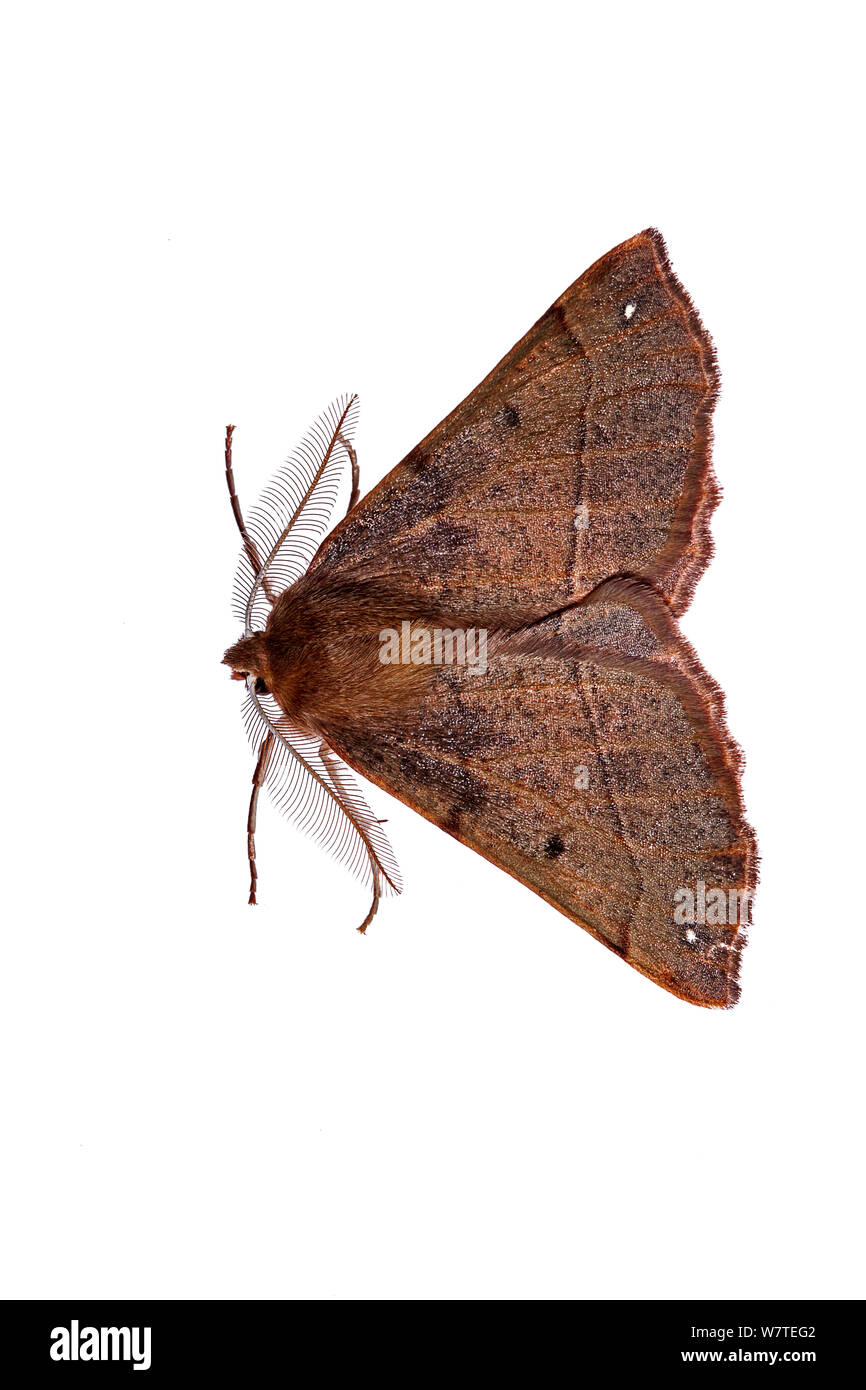 Feathered Thorn moth (Colotois pennaria) Crete, Greece, December. Meetyourneighbours.net project Stock Photo