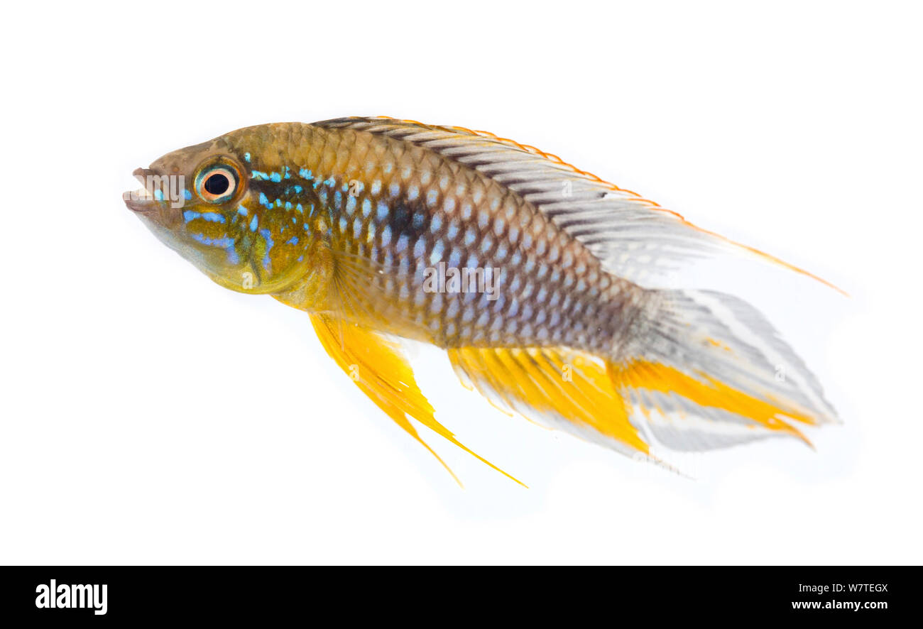 Agassiz' Dwarf Cichlid (Apistogramma agassizii), close to Manacapuru, Brazil. Meetyourneighbours.net project Stock Photo