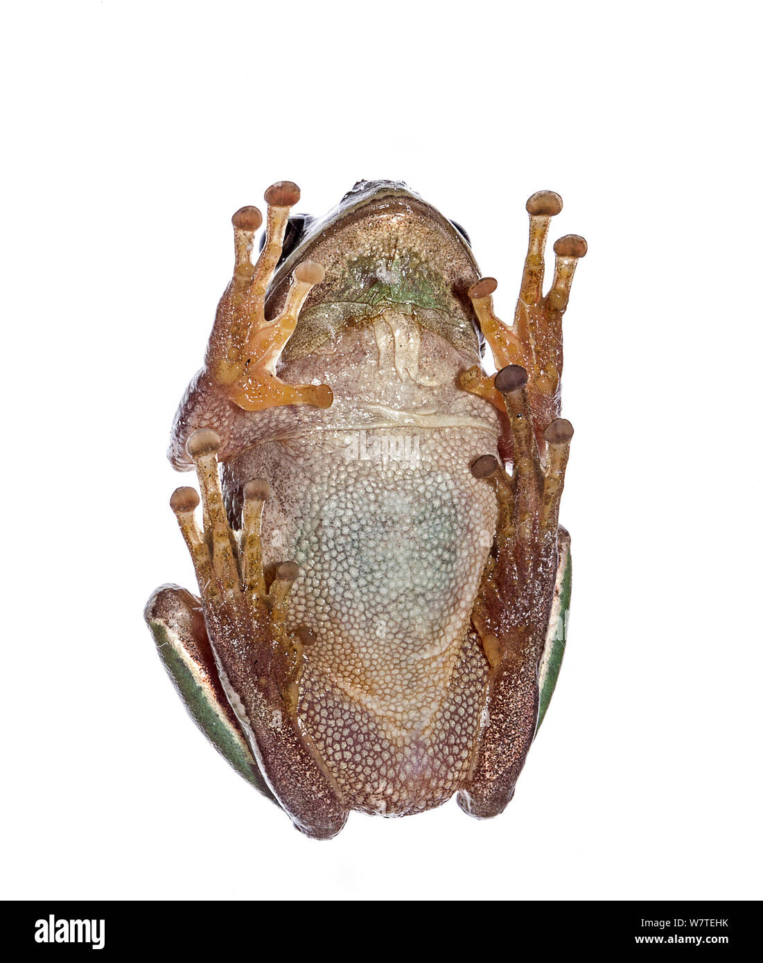 European tree frog (Hyla arborea) ventral view, Crete, Greece, August. Meetyourneighbours.net project Stock Photo