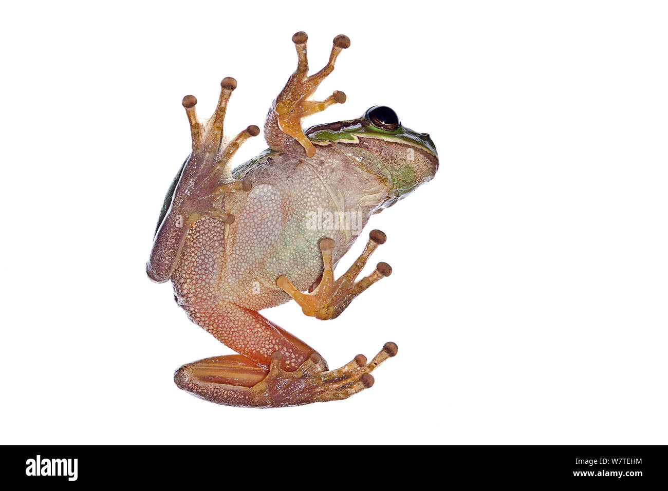 European tree frog (Hyla arborea) ventral view, Crete, Greece, August. Meetyourneighbours.net project Stock Photo