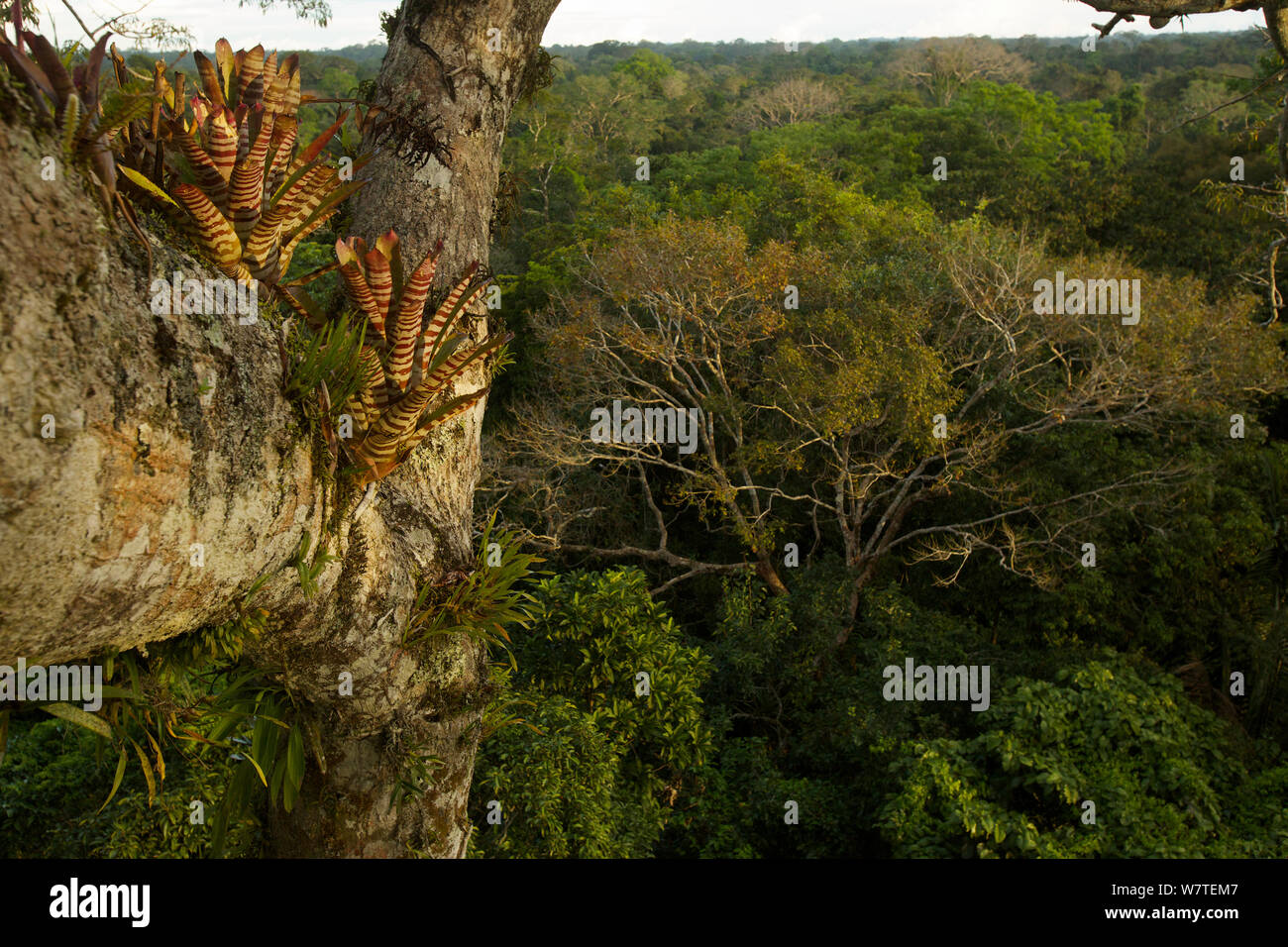 View of the rainforest canopy from the canopy tower at the Tiputini Biodiversity Station, Orellana Province, Ecuador, July. Stock Photo