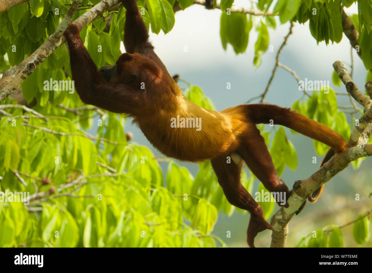 Red Howler Monkey (Alouatta seniculus) climbing through tree near the canopy tower at the Tiputini Biodiversity Station, Orellana Province, Ecuador, July. Stock Photo