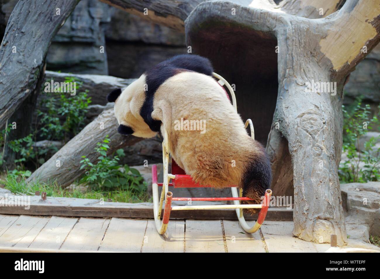 A giant panda plays on a rocking chair at Beijing Zoo in Beijing, China, 17 May 2017. Stock Photo