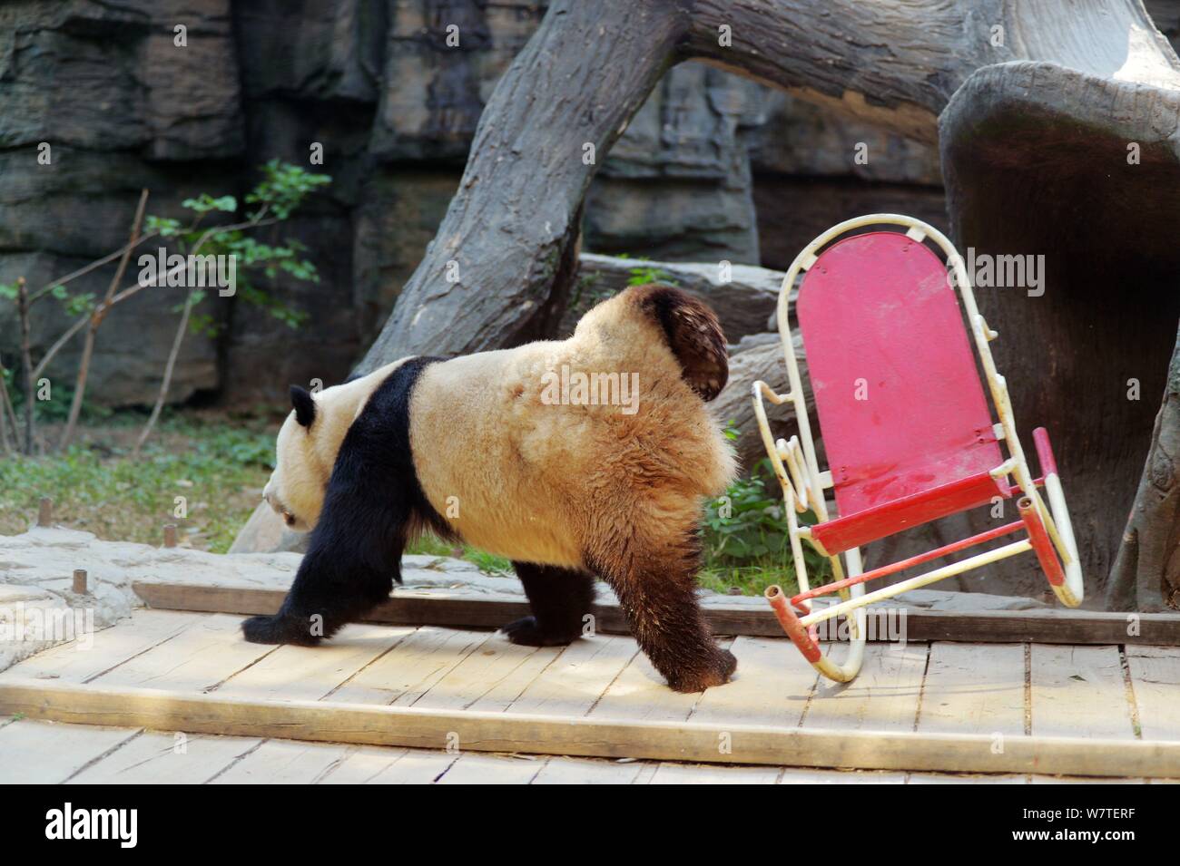 A giant panda falls down from a rocking chair at Beijing Zoo in Beijing, China, 17 May 2017. Stock Photo