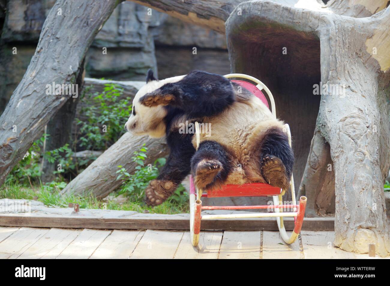 A giant panda plays on a rocking chair at Beijing Zoo in Beijing, China, 17 May 2017. Stock Photo