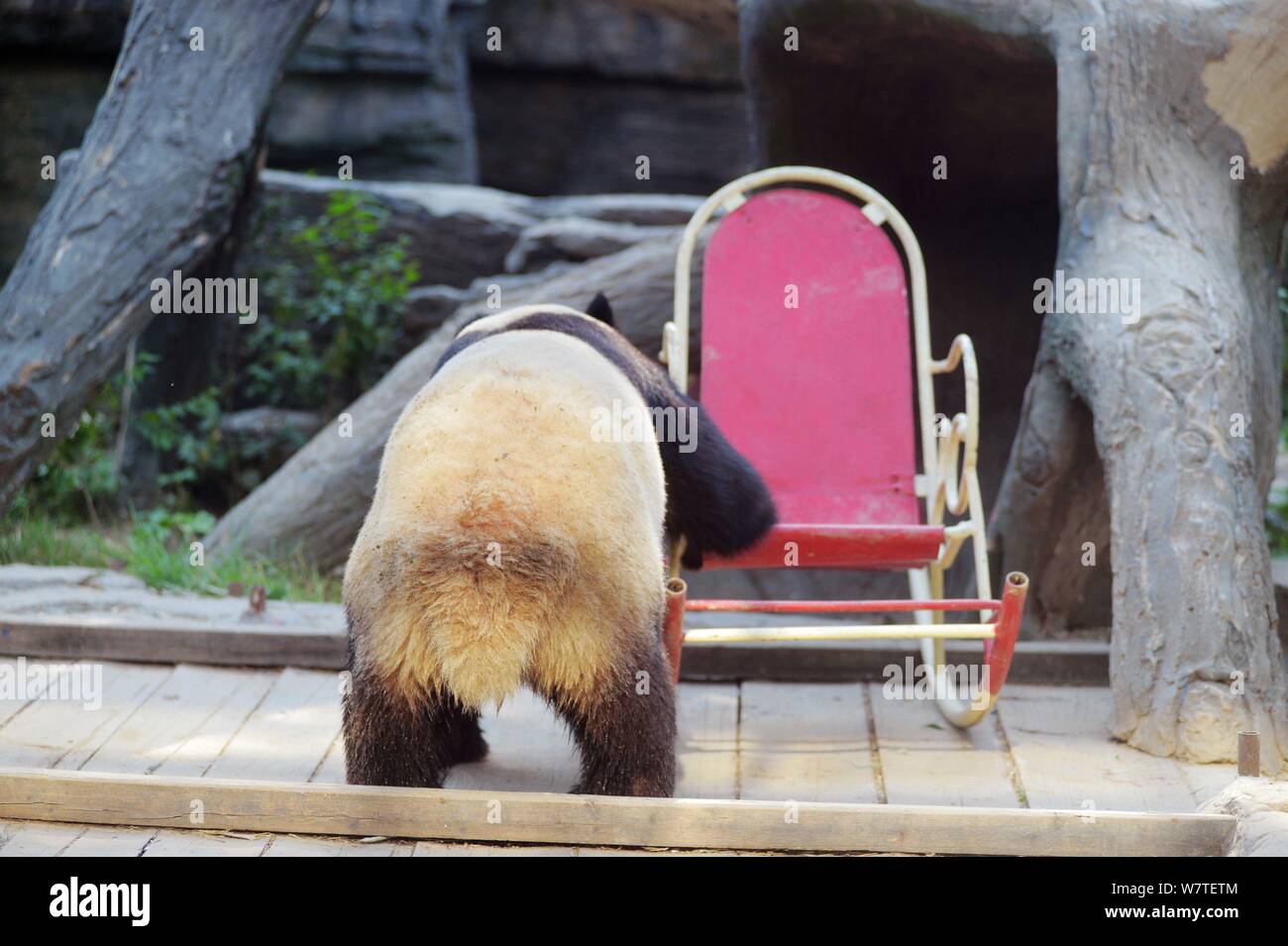 A giant panda prepares to sit on a rocking chair at Beijing Zoo in Beijing, China, 17 May 2017. Stock Photo